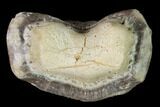 Huge, Fossil Crusher Shark (Ptychodus) Tooth - Kansas #152255-2